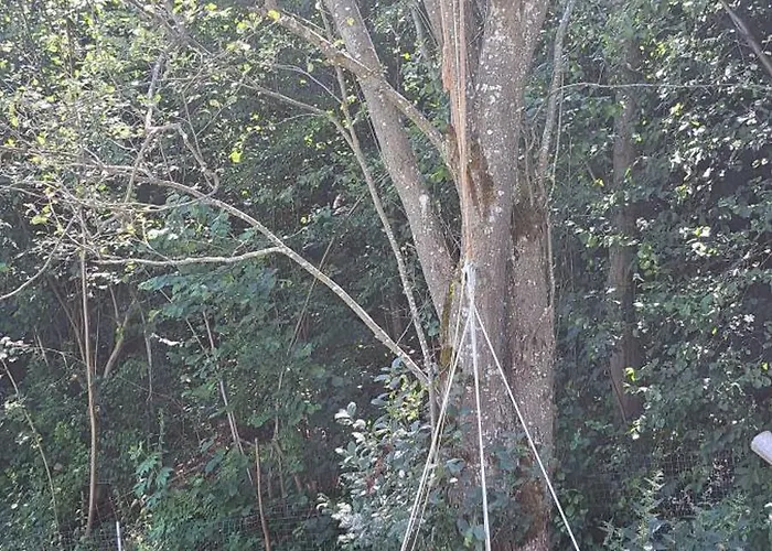 Forest Glamping * 布拉索夫